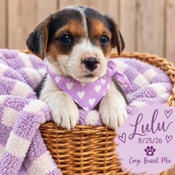 Lulu -  Corgi and Basset Hound Dog for Adoption in Fort Worth, Texas - Lulu | PetCurious