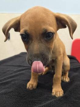 Butters -  Black Mouth Cur and Mixed Breed Dog for Adoption in Honolulu, Hawaii - Butters | PetCurious