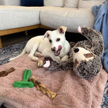 Labrador Retriever and Mixed Breed Dogs Available for Adoption in Minnetonka, Minnesota - Possum D68822 | PetCurious