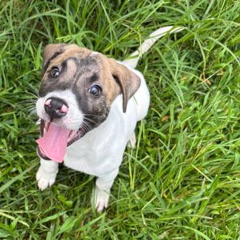 Lex Luther -  Terrier Dog for Adoption in Parrish, Alabama - Lex Luther | PetCurious