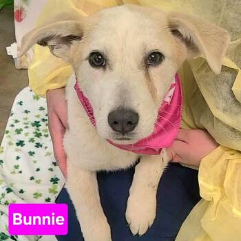 Anatolian Shepherd Dogs Available for Adoption in Woolwich, Maine - Bunnie | PetCurious