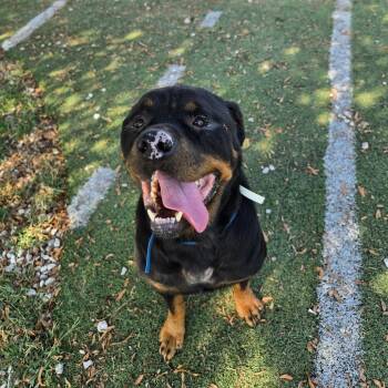 Rescue Mixed Breed Dogs for Adoption in Clarksdale, Mississippi - Kash | PetCurious