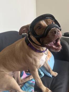 Lemon Poppyseed -  Mixed Breed Dog for Adoption in New York, New York - Lemon Poppyseed | PetCurious