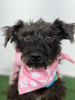 LouLou-One of our Amazing Rescue Dogs -  Schnauzer and Schnoodle Dog for Adoption in Carlsbad, California - LouLou-One Of Our Amazing Rescue Dogs | PetCurious