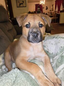 Black Mouth Cur Dogs Available for Adoption - Gaia | PetCurious