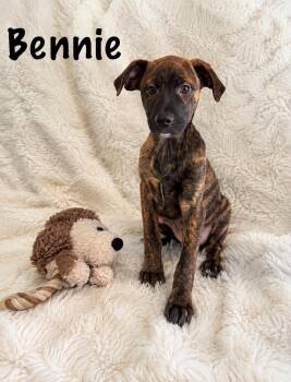 Bennie -  Feist Dog for Adoption in Walker, Louisiana - Bennie | PetCurious