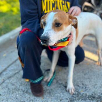 Droolius Caesar -  Labrador Retriever and Mixed Breed Dog for Adoption in Campton Hills, Illinois - Droolius Caesar | PetCurious