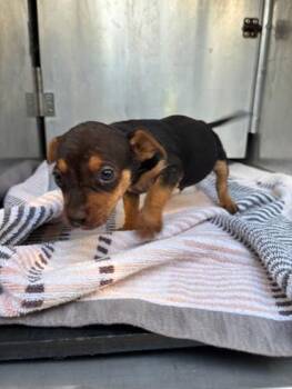 Danny -  Terrier and Mixed Breed Dog for Adoption in Honolulu, Hawaii - Danny | PetCurious