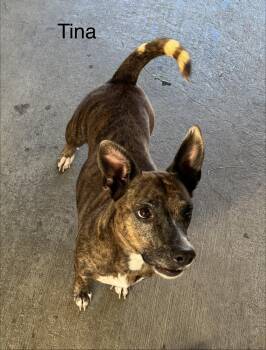 Rescue Terrier and Hound Dogs for Adoption in Ulster, Pennsylvania - Tina | PetCurious