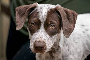 Bandit -  German Shorthaired Pointer and Mixed Breed Dog for Adoption in Red Wing, Minnesota - Bandit | PetCurious