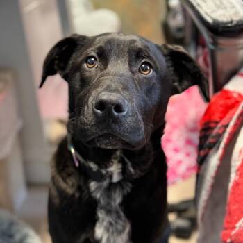 Black Labrador Retriever and Pit Bull Terrier Dogs Available for Adoption in Vineland, New Jersey - Patas (In Foster) | PetCurious