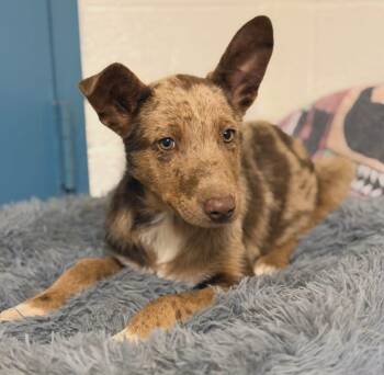 Australian Shepherd Dogs Available for Adoption in West Falls, New York - Stitch | PetCurious