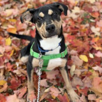 Rescue Mixed Breed Dogs for Adoption in Chicago, Illinois - Matt | PetCurious