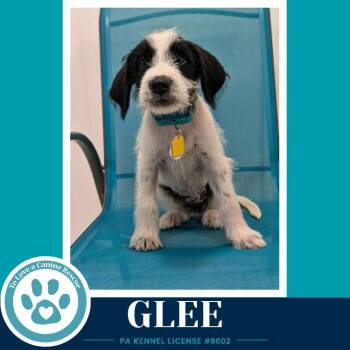 Glee (Mood Boosters) 071826 -  Great Pyrenees and Labrador Retriever Dog for Adoption in Kimberton, Pennsylvania - Glee (Mood Boosters) 071826 | PetCurious
