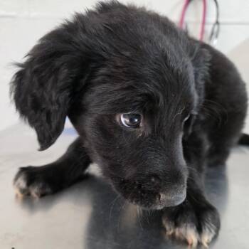 Black Labrador Retriever and Mixed Breed Dogs Available for Adoption in Clanton, Alabama - Kibbles | PetCurious