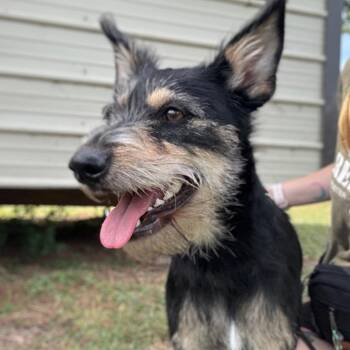 Lola Bunny -  Terrier and Schnauzer Dog for Adoption in Houston, Texas - Lola Bunny | PetCurious