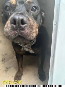 Rescue Mixed Breed Dogs for Adoption in West Palm Beach, Florida - WILLOW | PetCurious