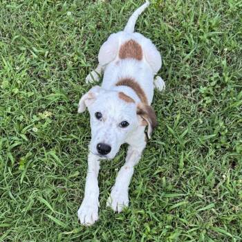 Matt -  Cattle Dog and Labrador Retriever Dog for Adoption in Brownsboro, Alabama - Matt | PetCurious