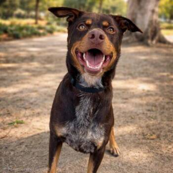 Doberman Pinscher and Cattle Dog Dogs Available for Adoption - SLAUSON | PetCurious