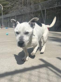 Terrier and Mixed Breed Dogs Available for Adoption - Spot | PetCurious