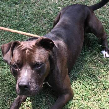 Rescue Pit Bull Terrier Dogs for Adoption in Zuni, Virginia - Loki | PetCurious