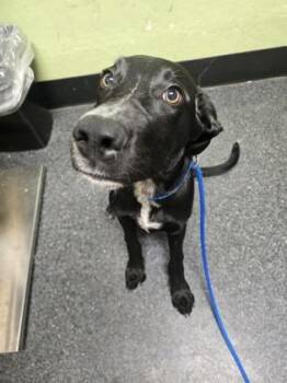 Muffin -  Labrador Retriever and Mixed Breed Dog for Adoption in Roseville, California - Muffin | PetCurious