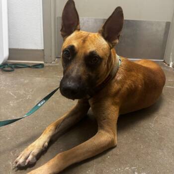 Willie -  Belgian Shepherd Malinois and Mixed Breed Dog for Adoption in Tulsa, Oklahoma - Willie | PetCurious