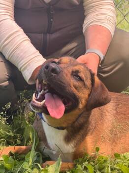 Memphis -  Mixed Breed Dog Available for Adoption in Hyde Park, New York - Memphis | PetCurious