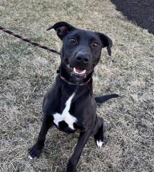 Labrador Retriever and Mixed Breed Dogs Available for Adoption - NETTLE | PetCurious
