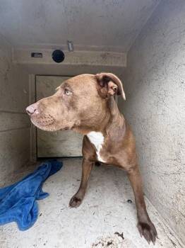 Pit Bull Terrier and Mixed Breed Dogs Available for Adoption in Oklahoma City, Oklahoma - A473618 | PetCurious