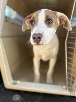 Rescue Pit Bull Terrier and Mixed Breed Dogs for Adoption in Fresno, California - Frescas | PetCurious