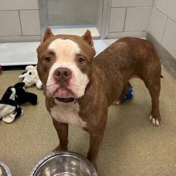 Sweet Cream -  Staffordshire Bull Terrier Dog for Adoption in Nashville, Tennessee - Sweet Cream | PetCurious
