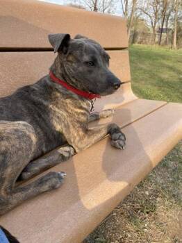 Blue Lacy and Chihuahua Smooth Dogs Available for Adoption in Austin, Texas - Pixie | PetCurious