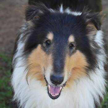 Rough Collie Dogs Available for Adoption in Auburn, Nebraska - Vinny | PetCurious