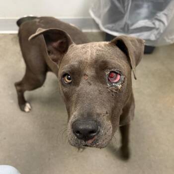 Una -  Terrier and Mixed Breed Dog for Adoption in Marshall, Texas - Una | PetCurious