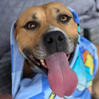 Lane -  Mixed Breed Dog for Adoption in Greensboro, North Carolina - Lane | PetCurious