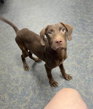 Hersey -  Weimaraner and German Wirehaired Pointer Dog for Adoption in Blytheville, Arkansas - Hersey | PetCurious