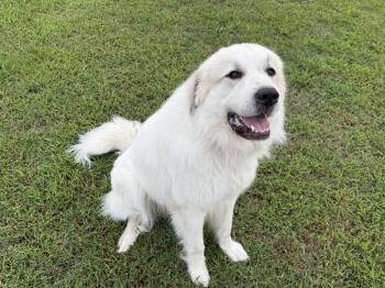 Rescue Great Pyrenees Dogs for Adoption in Carthage, North Carolina - Courtesy Listing- Argus | PetCurious