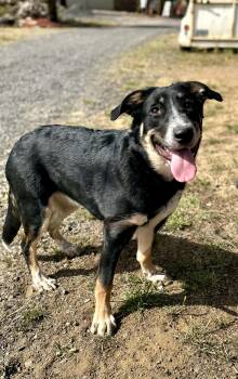 Border Collie Dogs Available for Adoption in Bend, Oregon - Brookie | PetCurious
