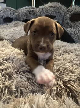 Rescue Siberian Husky and American Staffordshire Terrier Dogs for Adoption in Colonial Heights, Virginia - Stella | PetCurious