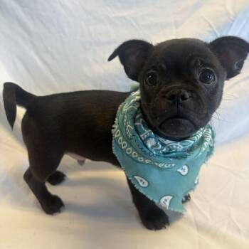 Zoom -  Mixed Breed Dog for Adoption in Canal Winchester, Ohio - Zoom | PetCurious