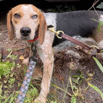 Zoey -  Beagle Dog for Adoption in Hanson, Massachusetts - Zoey | PetCurious