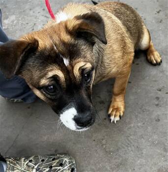 Mixed Breed Dogs Available for Adoption in Dallas, Texas - SABRINA | PetCurious