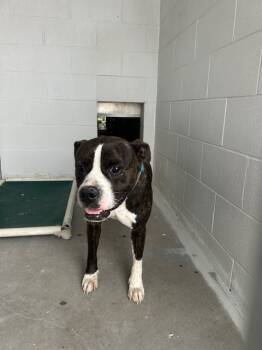 Rescue American Bulldog and Boxer Dogs for Adoption in Rosenberg, Texas - WINSTON | PetCurious