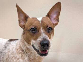 Australian Cattle Dog Blue Heeler and Cardigan Welsh Corgi Dogs Available for Adoption in Portland, Oregon - Neville | PetCurious