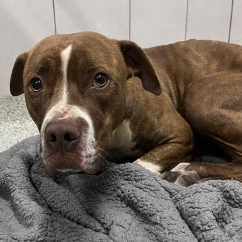 Mixed Breed Dogs Available for Adoption - Azalea | PetCurious