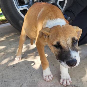 SHELLY -  American Staffordshire Terrier Dog for Adoption in San Antonio, Texas - SHELLY | PetCurious