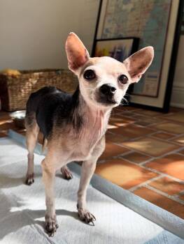 Rescue Chihuahua Dogs for Adoption in Miami Shores, Florida - Florencita | PetCurious