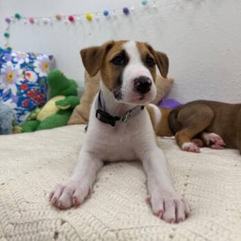 Astro Snugglebug -  Labrador Retriever and Shepherd Dog for Adoption in Friendswood, Texas - Astro Snugglebug | PetCurious