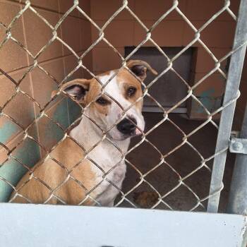 Melvin -  Labrador Retriever and Pit Bull Terrier Dog Available for Adoption in Gautier, Mississippi - Melvin | PetCurious